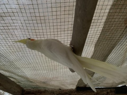 Kampanya sultan papağanı yavruları