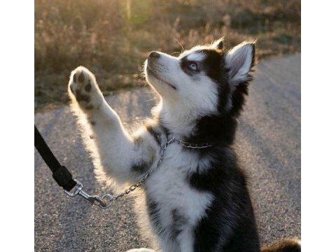 Husky mavi boncuklar gönülleri yakıyor