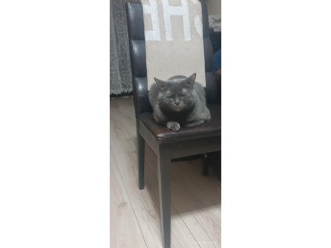 British shorthair paticikler