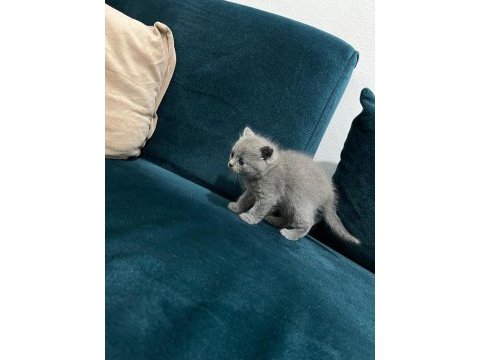 British shorthair kedisi