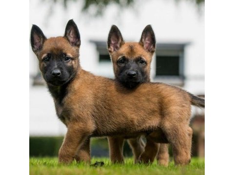 Belçika malinois orjinal yavrular