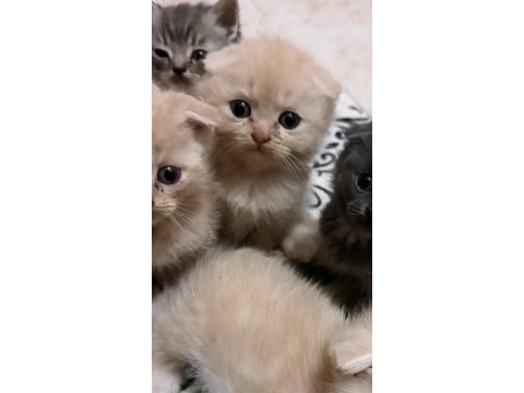 Safkan scottish fold bebekler
