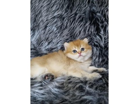 British longhair ev üretimi özel yavrular