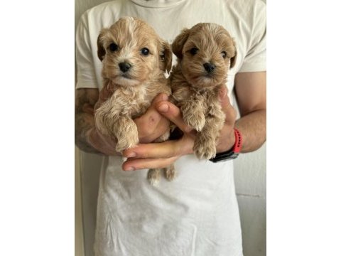 Maltipoo kore kan bebekler