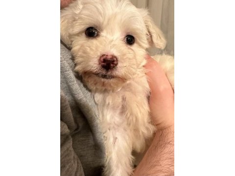 Maltese terrier 3 aylık oğlum