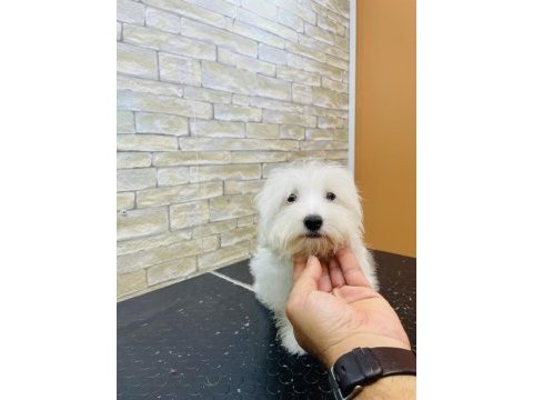 Maltese cinsi yavrumuz teslime hazır