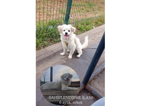 Maltese köpeğimize yuva arıyoruz