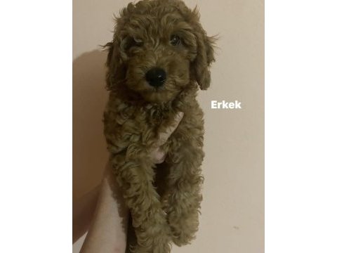 Toy poodle yavrularım