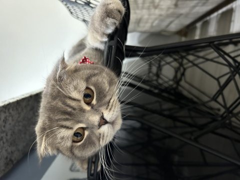 Scottish fold güzel kızım kısır değil