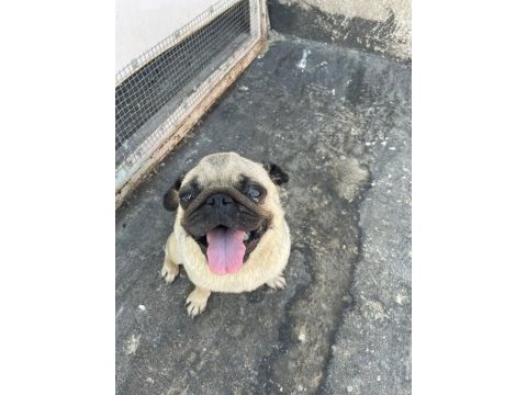 3 yaşında dişi pug köpeğimiz