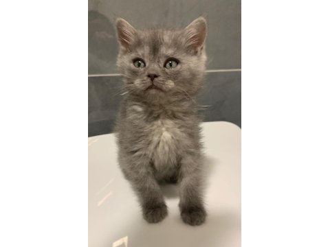 Anne altından british shorthair yavrumuz