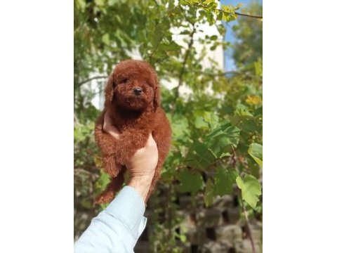 Toy poodle kore kanı ırk garantili