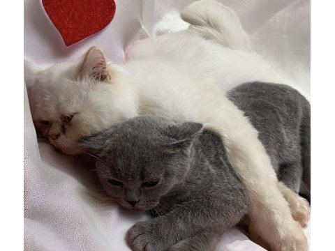 Sevimli oyun kedisi