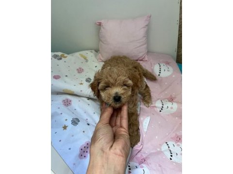 Anne maltipoo baba toy poodle köpeğimiz