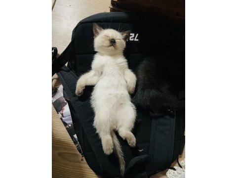 Safkan british shorthair