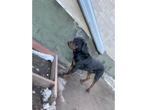 1 dişi ve 1 erkek rottweiler