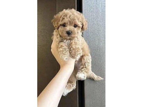Maltipoo safkanlar
