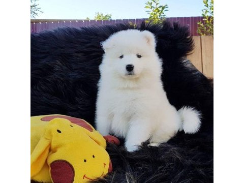 Pamuk gibi samoyed yavruları
