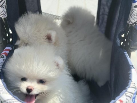 Show kalite tea cup pomeranian boo yavrular