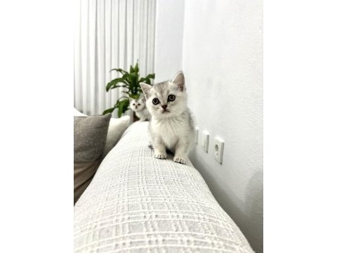 3 adet british shorthair
