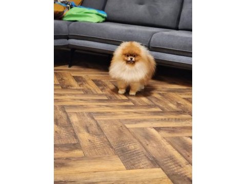 Yarışmacılara özel türkiyede tek show class pomeranian
