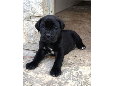 2 aylık canavar cane corso yavrularım