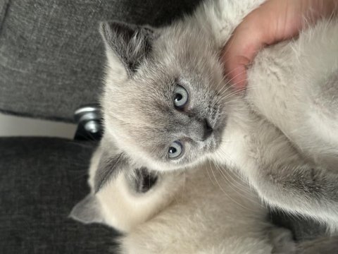 Blue point british shorthair bebekler