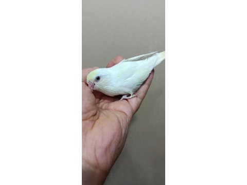 Cremio dişi forpus papağanı