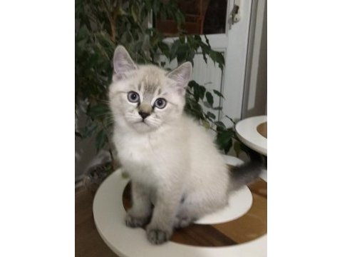 Sevimli ve oyuncu scottish fold blue point erkek 2.5 aylık