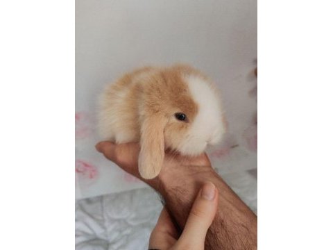 Hollanda lop yavru tavşan