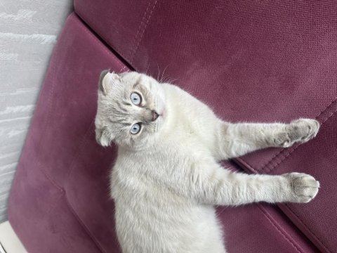 Scottish fold blue point shorthair erkek 7 aylık