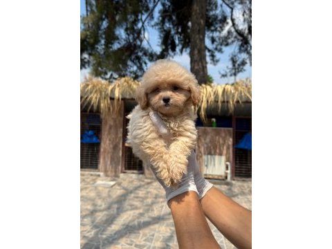 Maltipoo yavrularımız