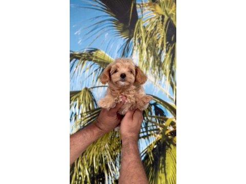 Minyatür maltipoo bebekler