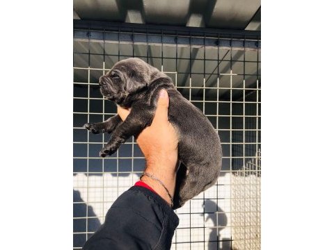 A kalite cane corso yavrularımız rezerve açılmıştır