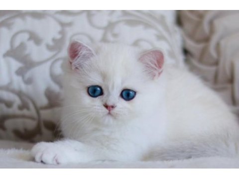 Pamuk gibi silver british shorthair