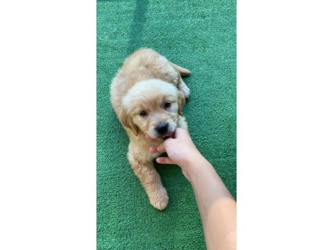 Dünya tatlısı golden retriever yavrularım