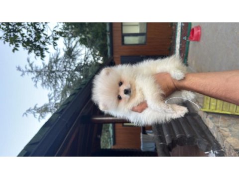 Çiftlikten kore pomeranian yavruları