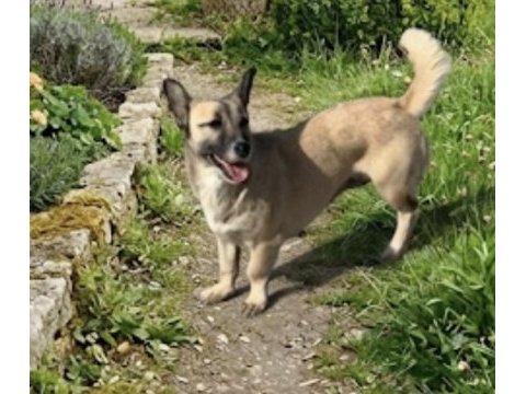 Ücretsiz sahiplendirme köpeğimiz