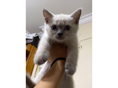 British shorthair