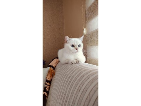 British shorthair prenses