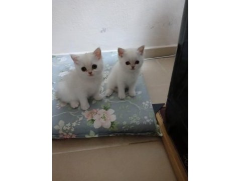 British longhair 3 aylık dişi