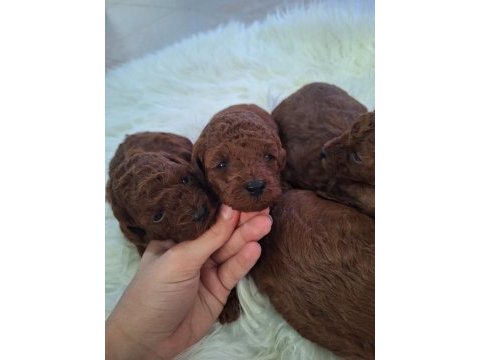 Toy poodle yavrularımız yeni yuvasını arıyor
