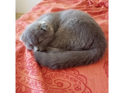 Scottish fold