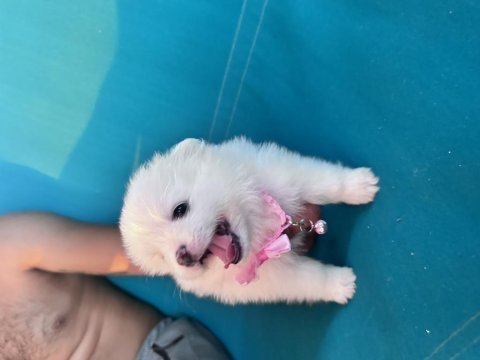 2 dişi ve 2 erkek pomeranian
