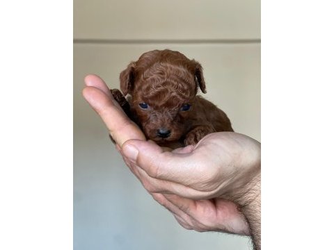 Kore kanı dark brown toy poodle