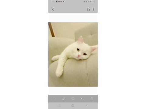 Ücretsiz olarak verilecek british shorthair kedilerim