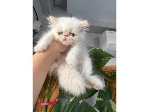 Pamuk iran kedisi bebeklerim