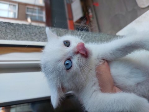 British shorthair kedimize yuva arıyoruz