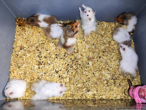 Teddy bear hamster