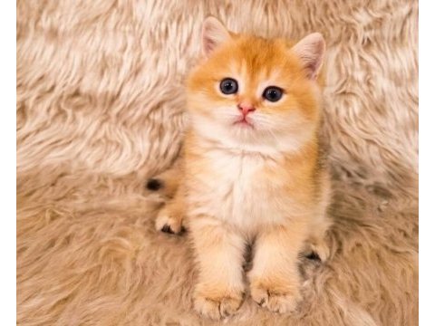 Şecereli anne babadan british shorthair yavrular